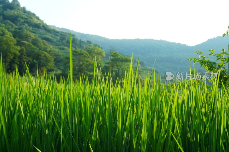 生长的水稻水稻田