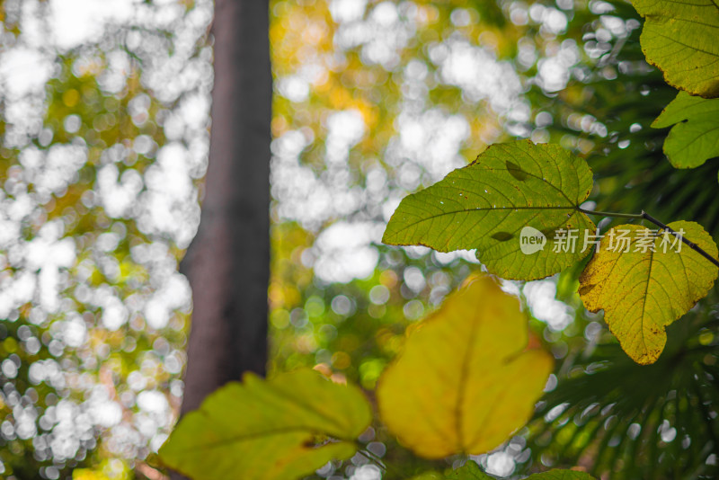 背景模糊的树叶枫叶特写镜头