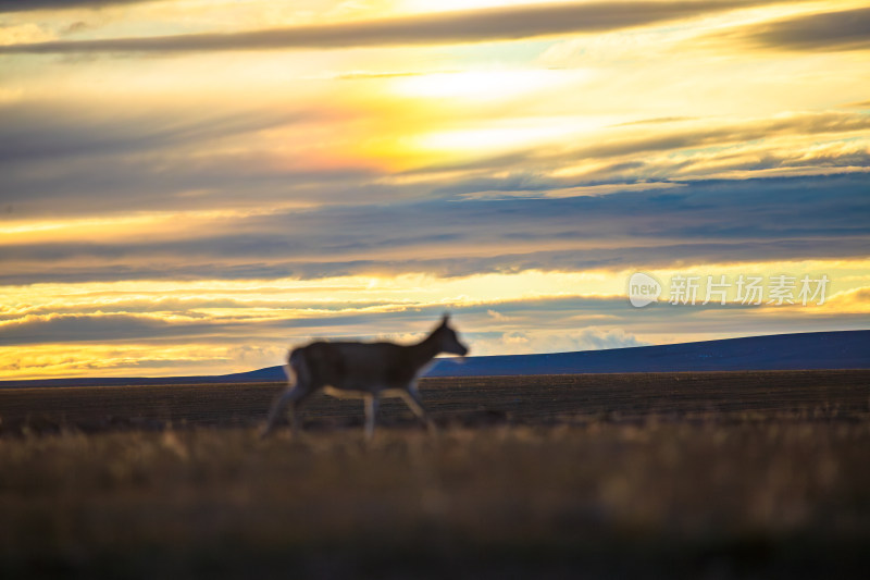 可可西里夕阳下的藏羚羊群