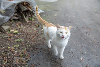 可爱的小猫咪