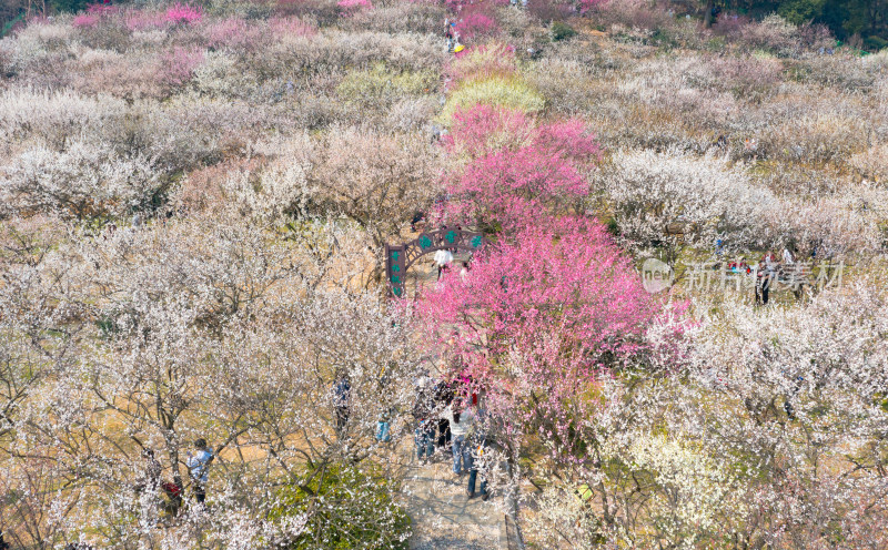 苏州香雪海景区梅花航拍