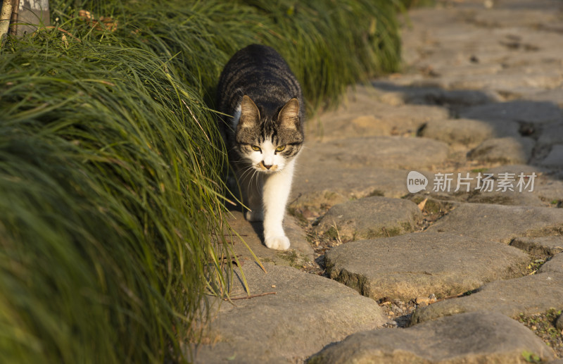 中式庭院草丛中的一只猫