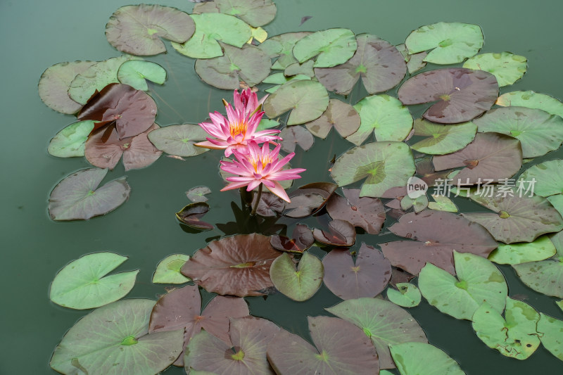 北京国家植物园睡莲