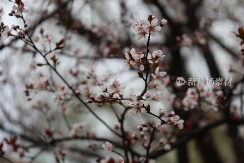 绽放的粉色花卉特写