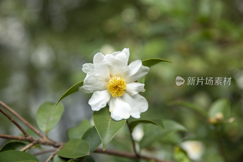 山茶花开