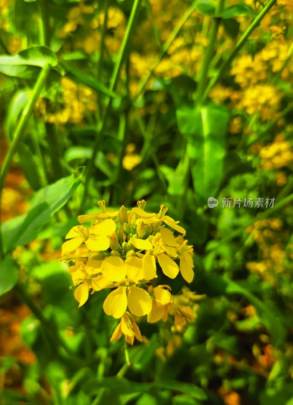 金黄色的油菜花