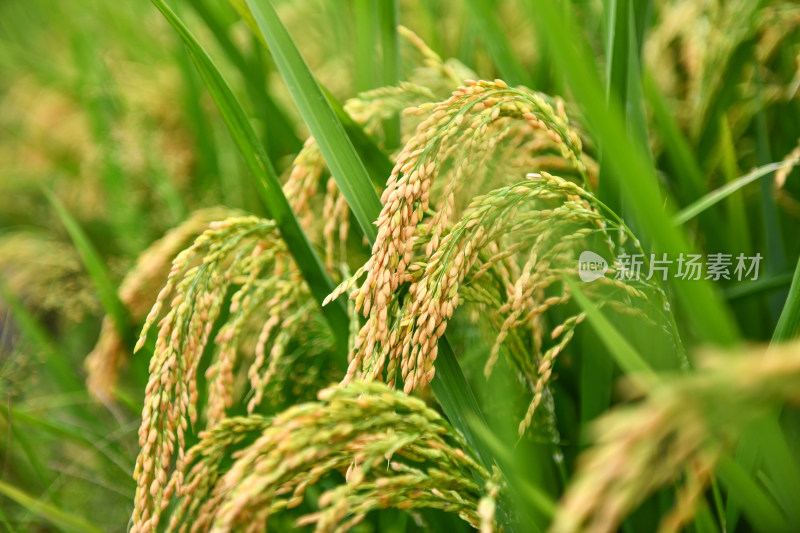 生长的水稻稻田稻穗,乡村经济