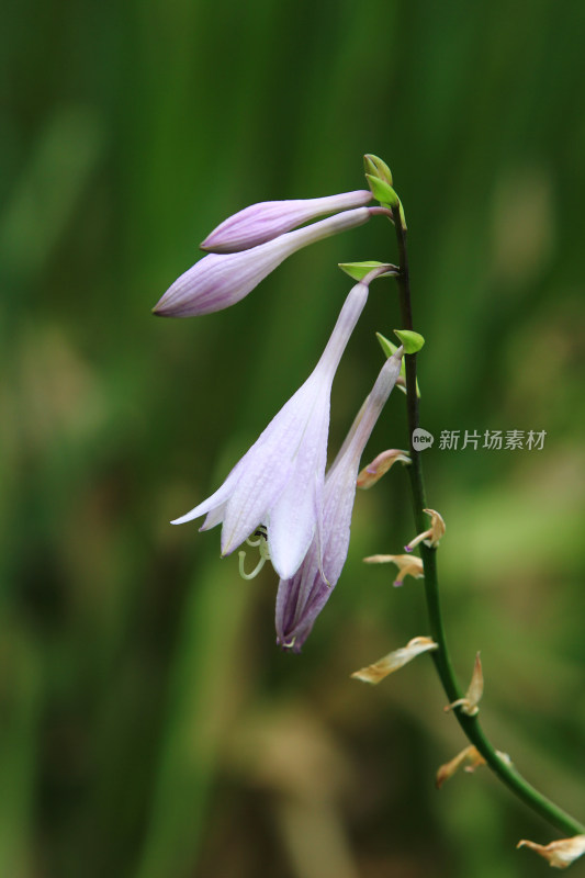 紫玉簪花草特写