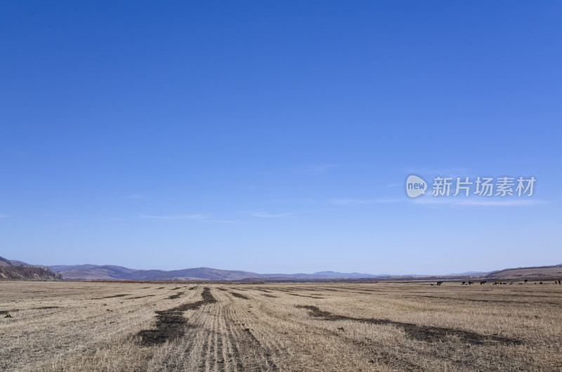 内蒙古呼伦贝尔临江屯草原牧场秋景