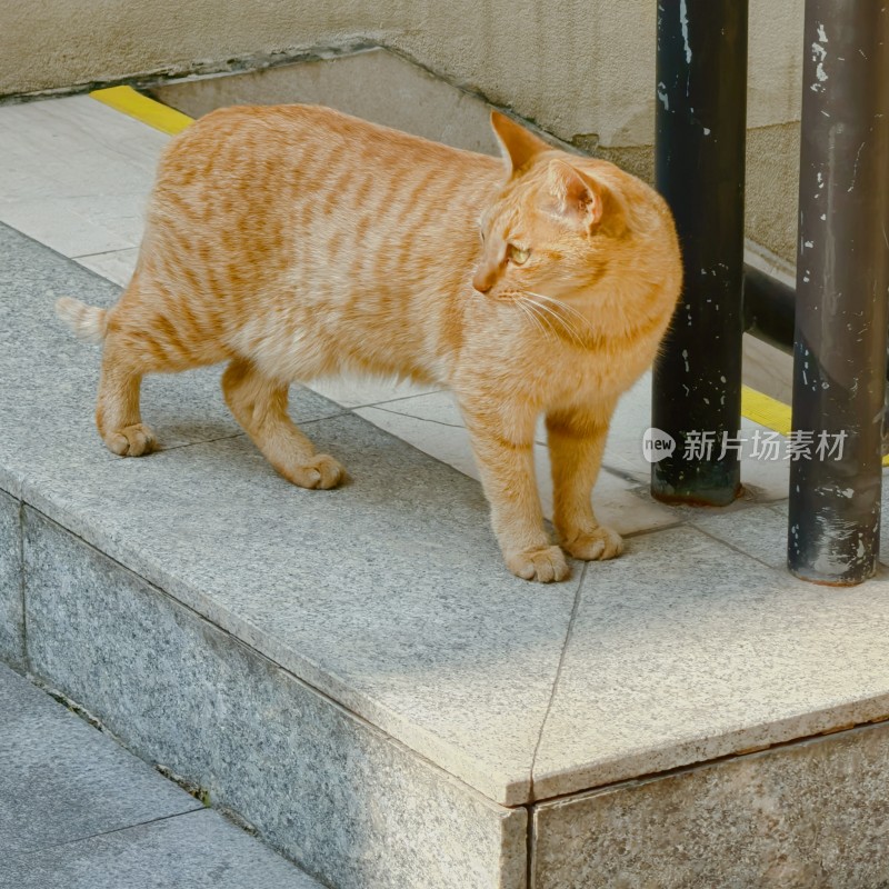 路边的橘猫