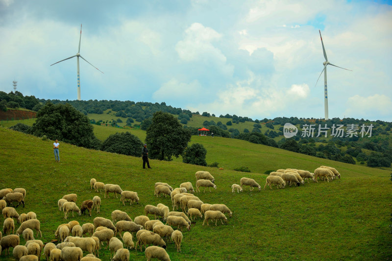 草原牧羊场景