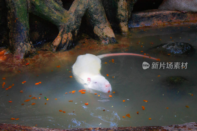 水池中觅食的白色老鼠