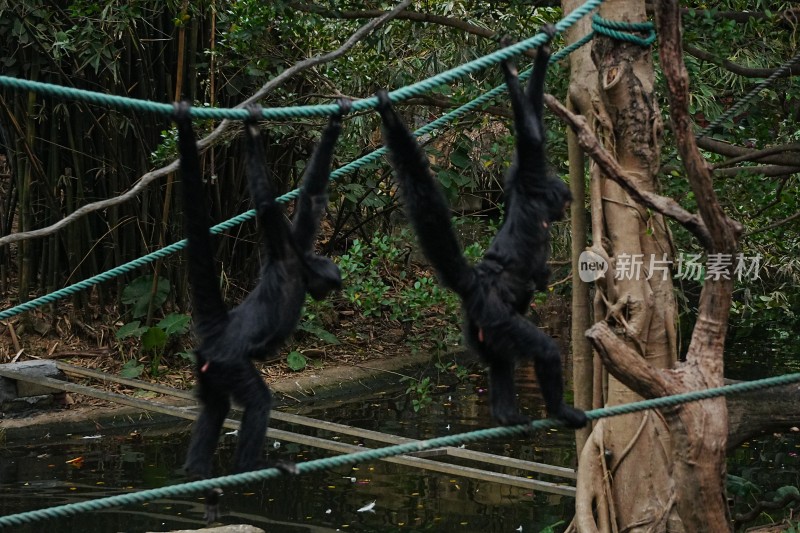 黑叶猴攀爬树干场景