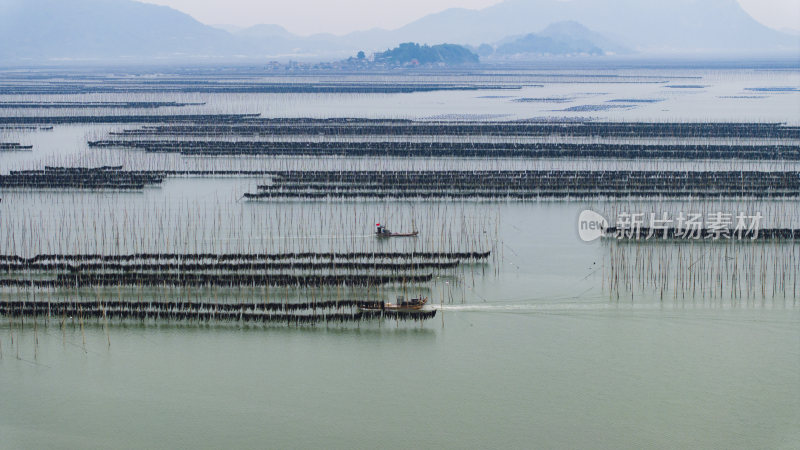 海洋生态养殖海带养殖航拍