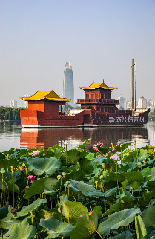 山东济南大明湖风景区夏日荷花景点景观