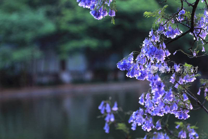 蓝花楹盛开