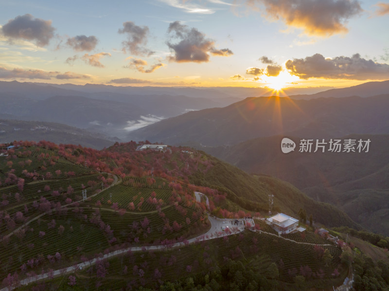 大理无量山樱花谷