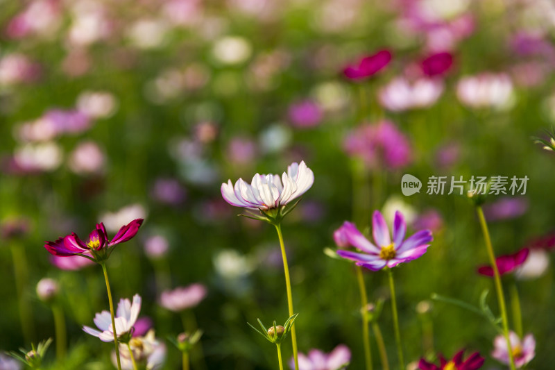 四季花卉盆景格桑花