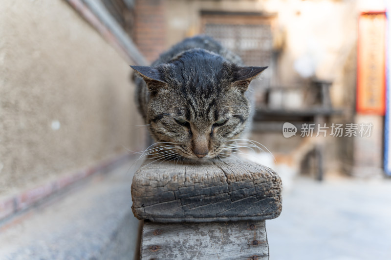 猫在院子中休息