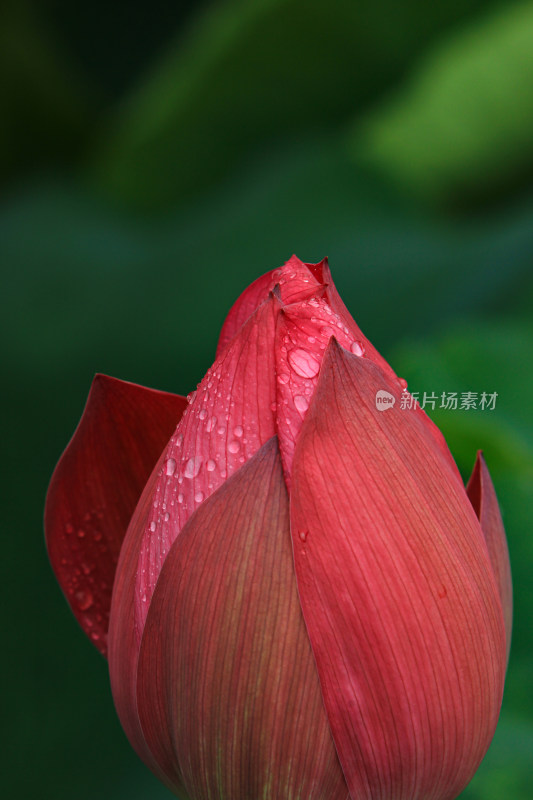 雨水打湿的荷花