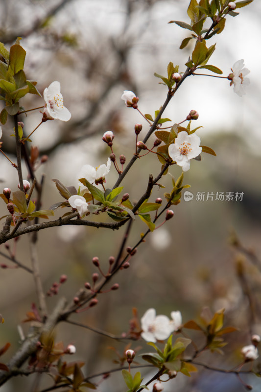 春天枝头盛开的紫叶李鲜花特写