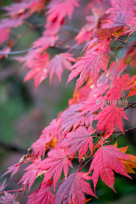 秋季枫叶美景