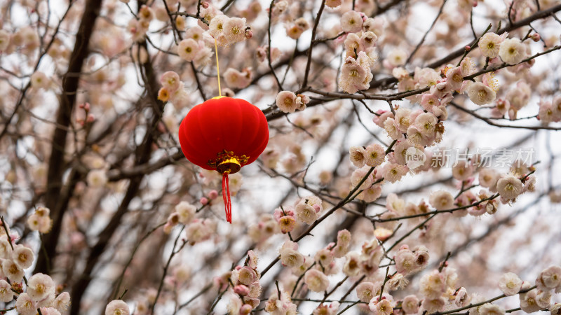 小灯笼与梅花