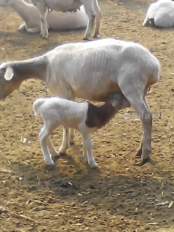 小羊羔正在吮吸母羊乳汁的温馨场景