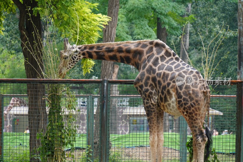 动物园北京动物园动物野生动物游览实拍