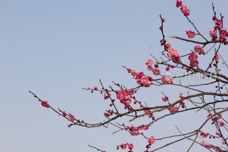 杭州半山森林公园盛开的粉色梅花特写