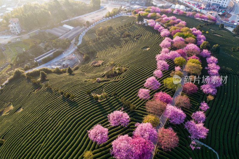 福建龙岩永福台品樱花茶园