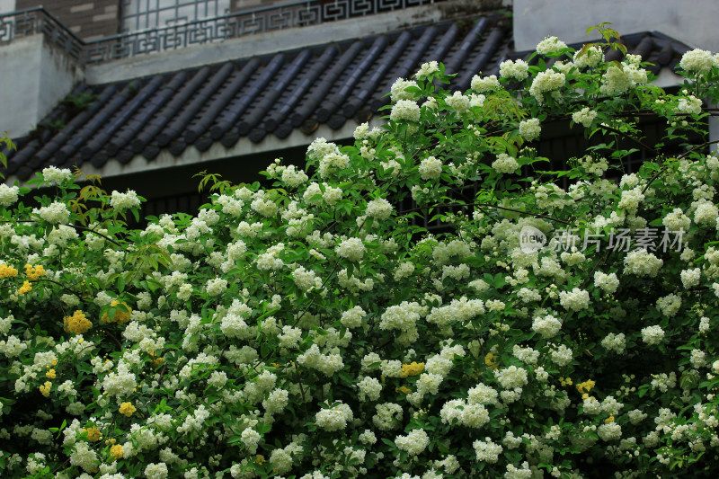 七里香，蔷薇花，小白花