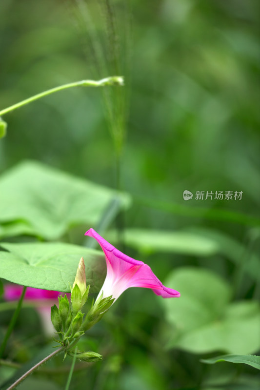 初秋户外的喇叭花