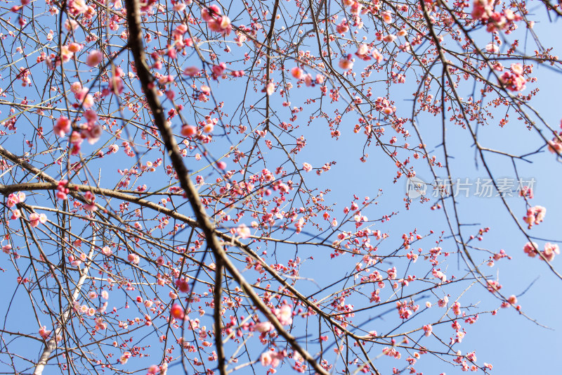 蓝天下绽放的粉色梅花枝