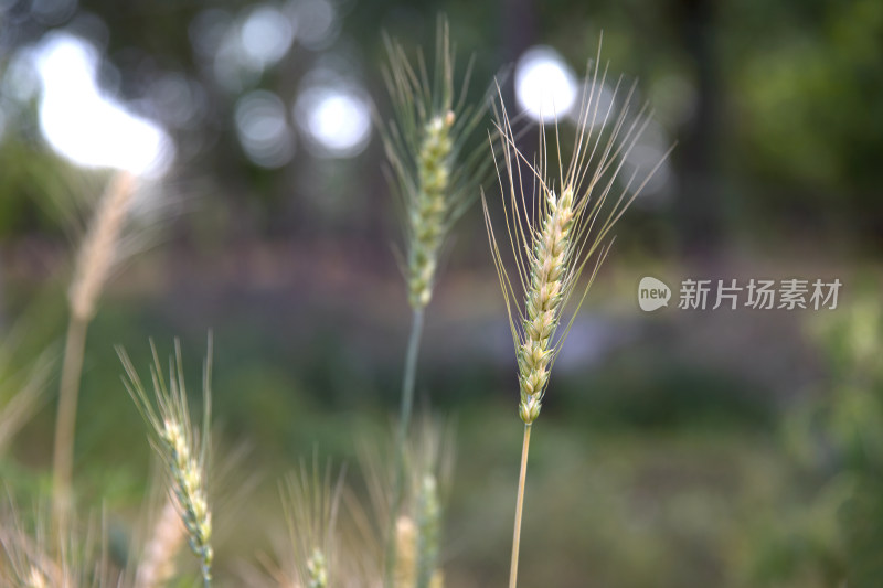 夏天田地里即将成熟的麦穗特写