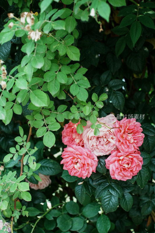 北京国家植物园月季