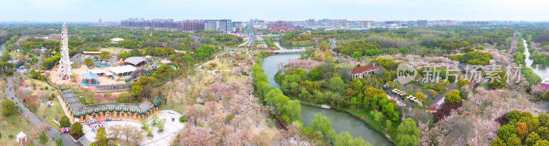 航拍上海宝山顾村公园樱花季樱花