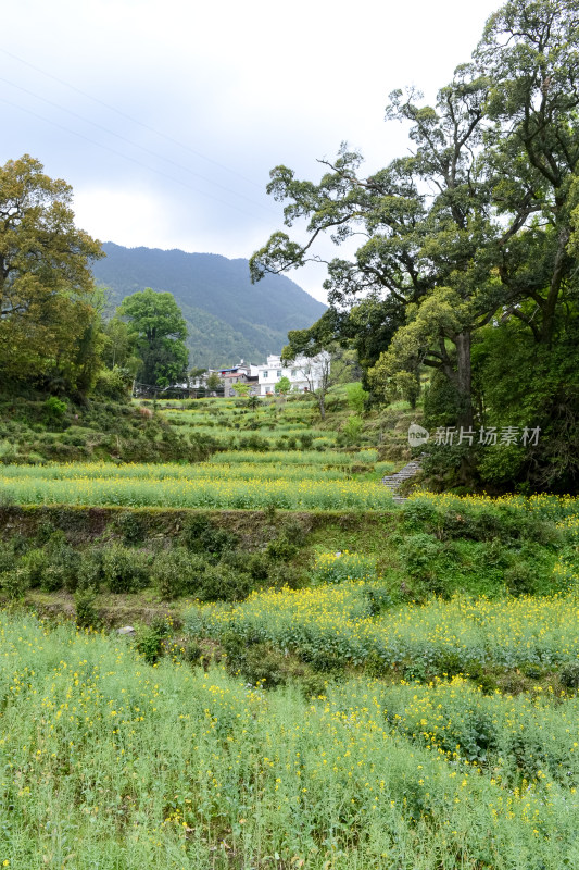 婺源梯田油菜花