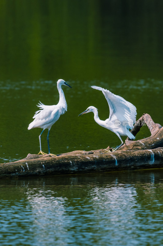 水边木头上的两只白鹭