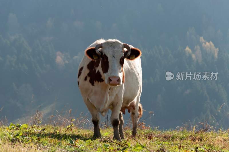 野生动物园野牛奶牛