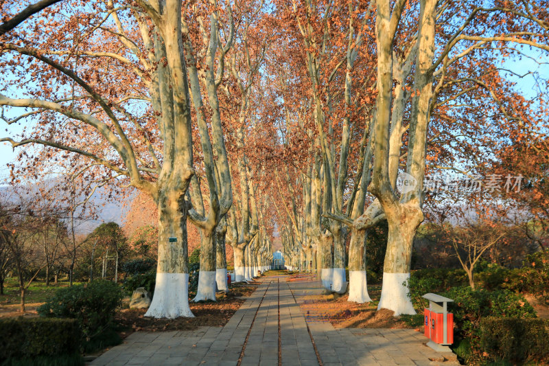 冬季南京明孝陵景区内梧桐大道