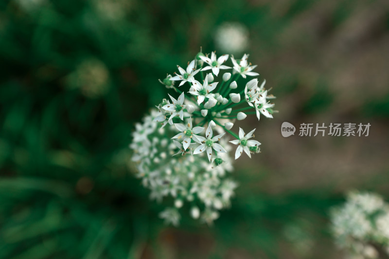 农村地里的韭菜韭菜花