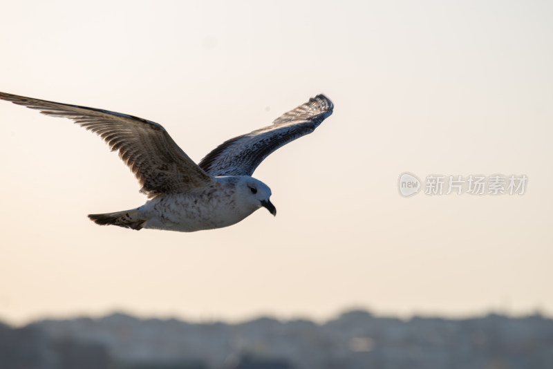 翱翔的海鸥