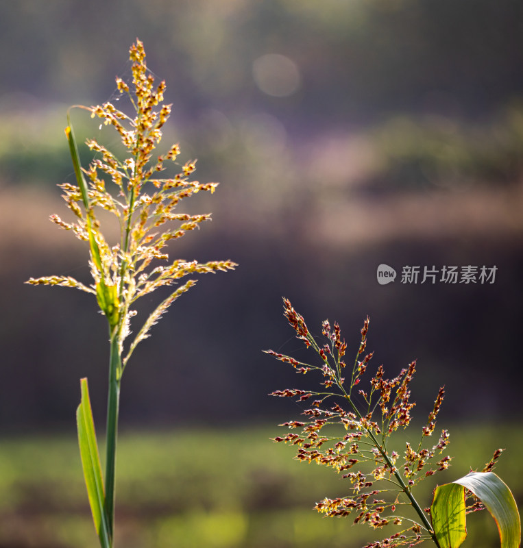 阳光下的田间谷穗特写