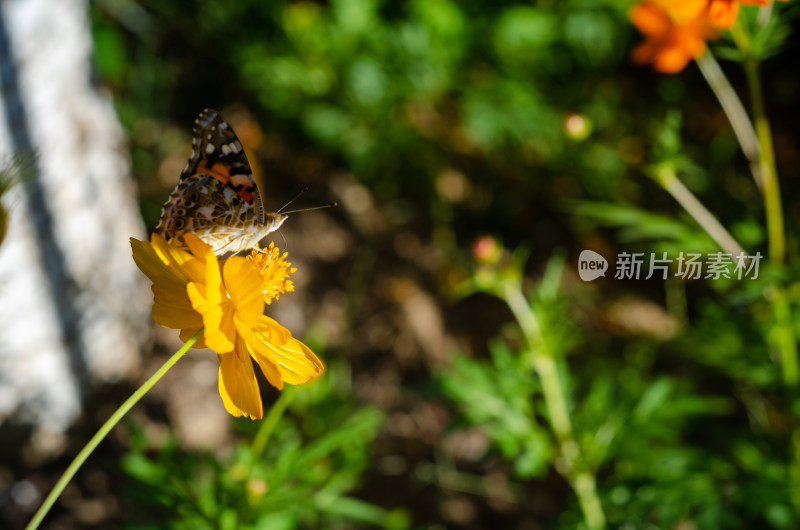 小黄花上的一只花蝴蝶