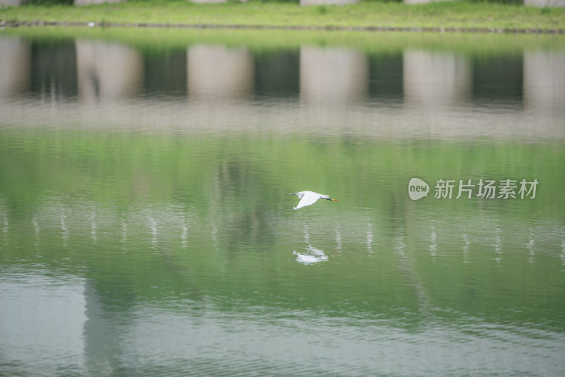 重庆长江河滩贴着水面飞行的白鹭