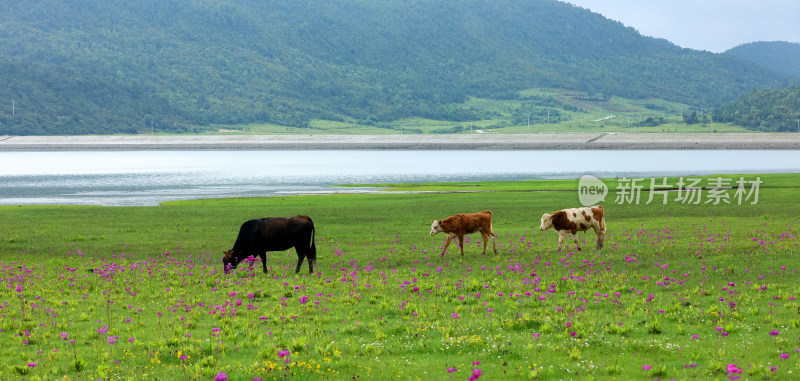 文海丽江风景