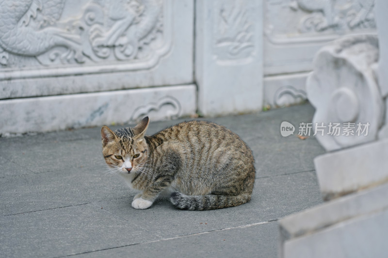 柳州文庙，古建筑与猫