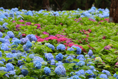 夏天的绣球花花海