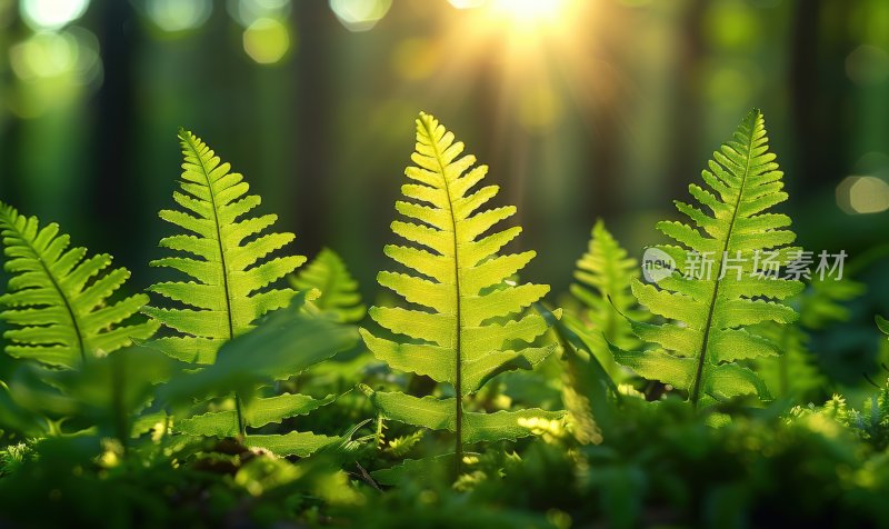 湿地森林沼泽绿色蕨类植物逆光背景